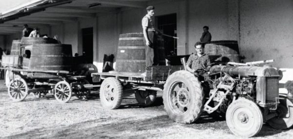 I vitigni antichi e l'Uvaggio Storico, il vino che racconta una storia