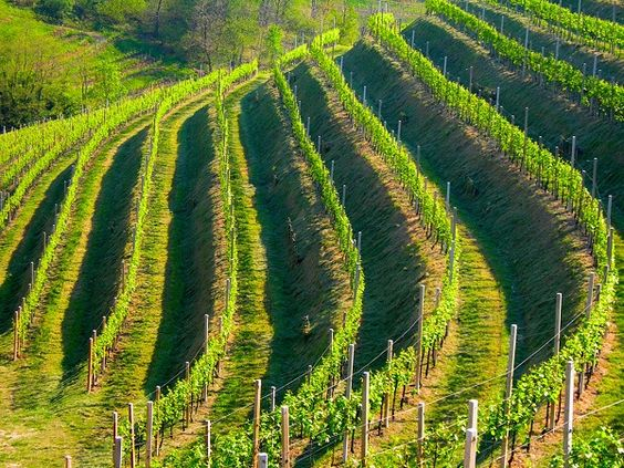 Prosecco, l'origine della sua denominazione tra storia e leggende