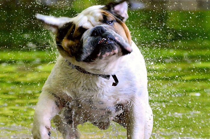 Dermatite Del Cane Prurito E Dermatite Del Bulldog Inglese Forza10