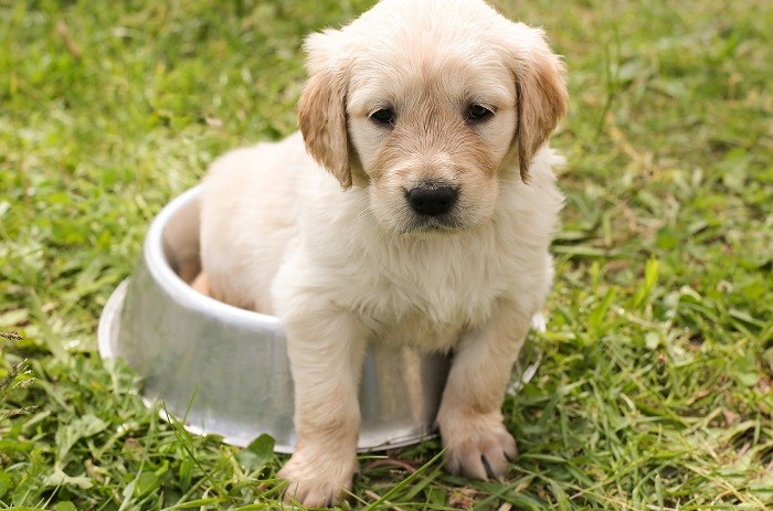 Alimentazione Cuccioli Cani Di lia Grande Forza10