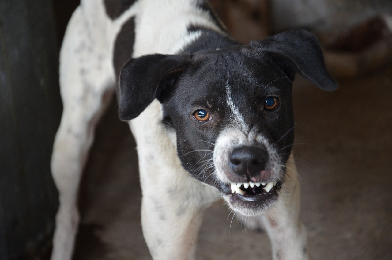 I cani piccoli sono più aggressivi