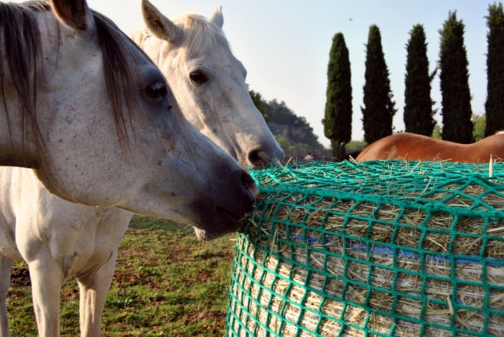 Reti Fieno Cavalli Slowfeeder per mangiatoie - Far Reti