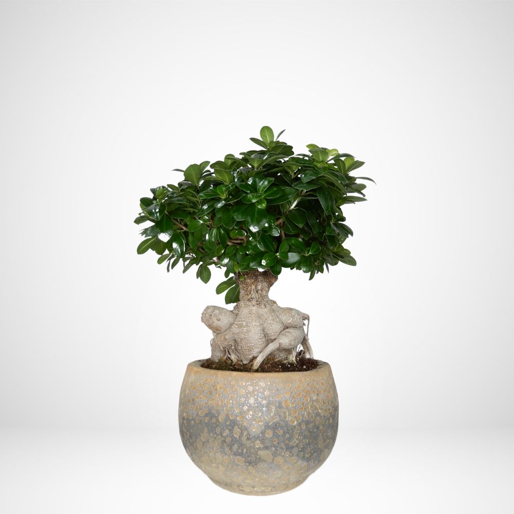 Bonsai di Ficus ginseng in pietra gold Lavermicocca Gardening&Design